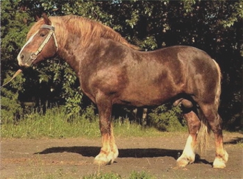 LITUANIAN DE MARE TRACTIUNE